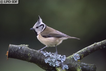Mésange huppée
