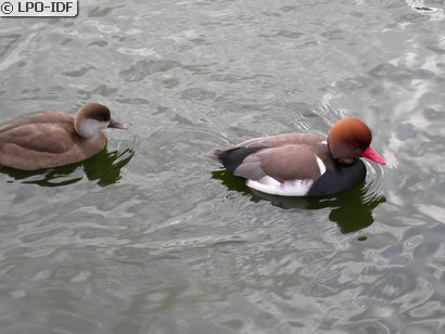 Nette rousse