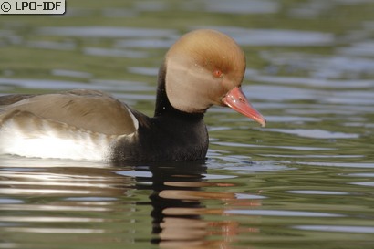 Nette rousse