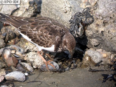 Tournepierre à collier