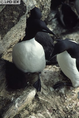 Guillemot de Brünnich