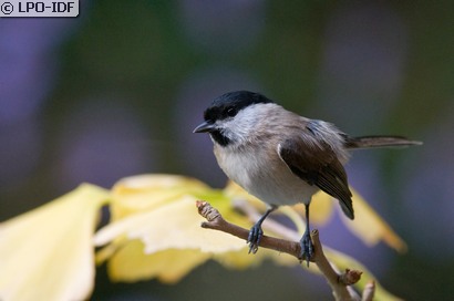Mésange nonnette