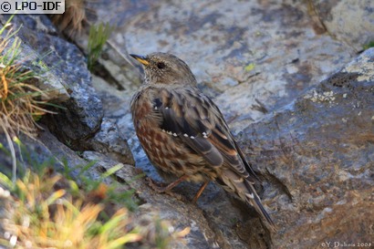 Accenteur alpin