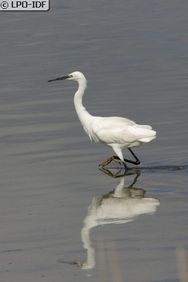 Aigrette garzette