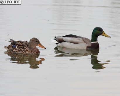 Canard colvert
