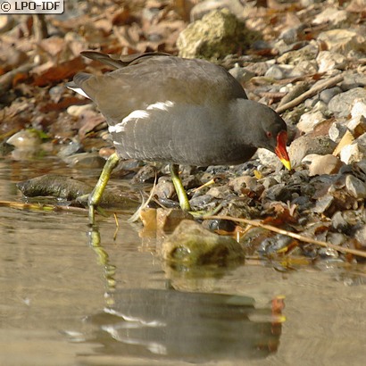 Gallinule poule-d'eau