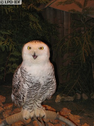 Harfang des neiges