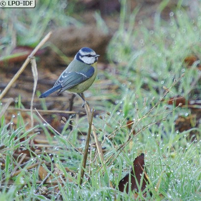 Mésange bleue