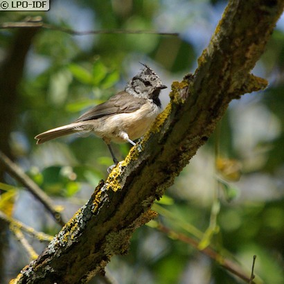 Mésange huppée