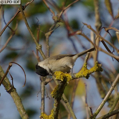 Mésange nonnette