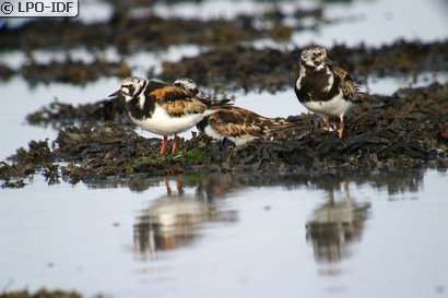 Tournepierre à collier