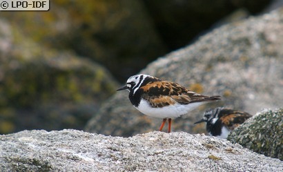 Tournepierre à collier
