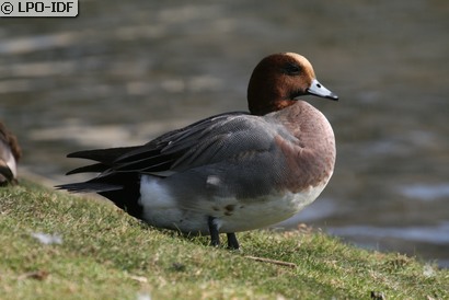 Canard siffleur