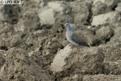 Tourterelle des bois