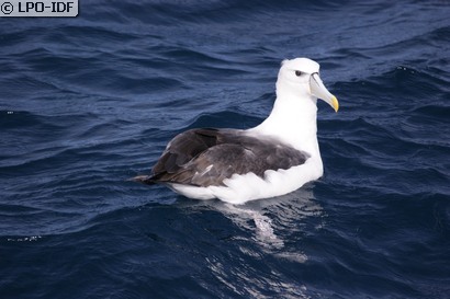 Albatros à cape blanche