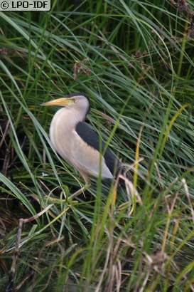 Blongios nain