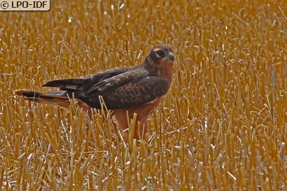 Busard cendré