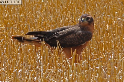 Busard cendré