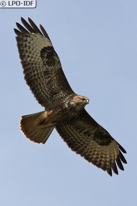 Buse variable