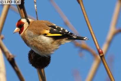 Chardonneret élégant