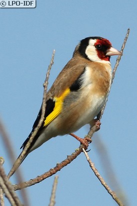Chardonneret élégant