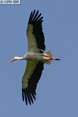 Cigogne blanche