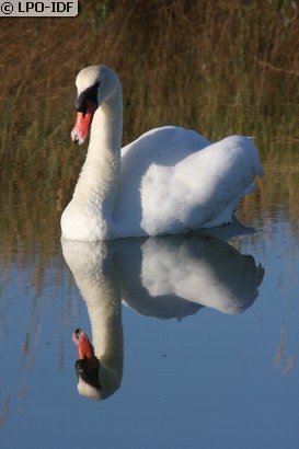 Cygne tuberculé