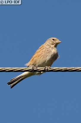 Linotte mélodieuse