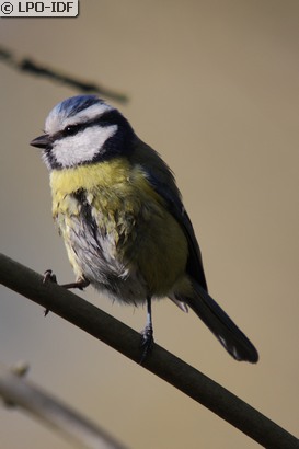 Mésange bleue