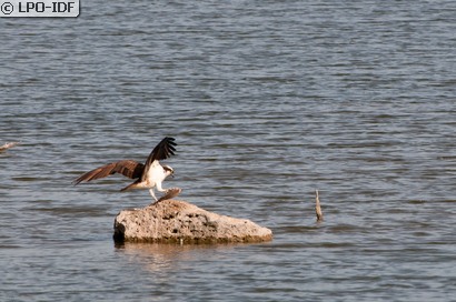 Balbuzard pêcheur