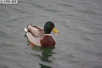 Canard colvert