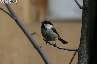 Mésange boréale
