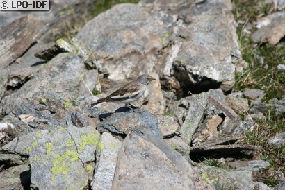 Niverolle alpine