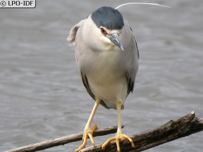 Bihoreau gris