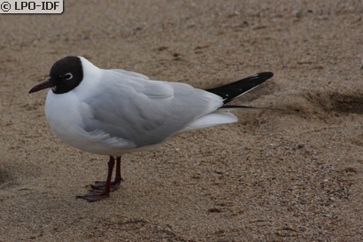 Mouette rieuse