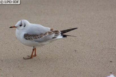 Mouette rieuse