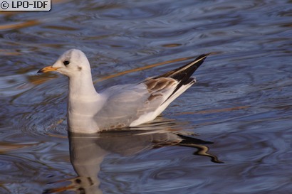Mouette rieuse