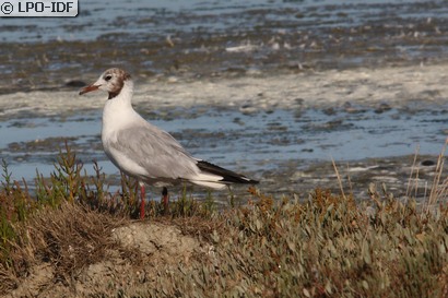 Mouette rieuse