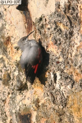 Tichodrome échelette