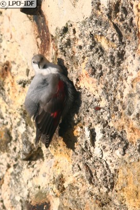 Tichodrome échelette