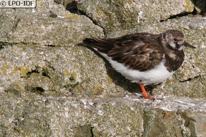 Tournepierre à collier