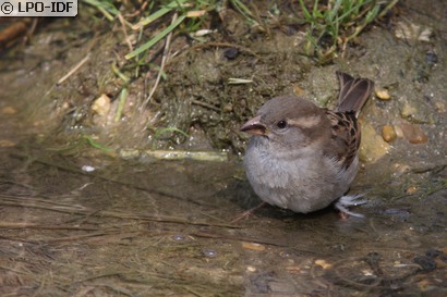 Moineau domestique