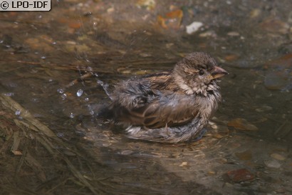 Moineau domestique