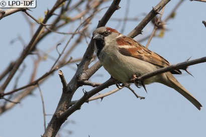 Moineau domestique