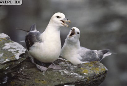 Fulmar boréal