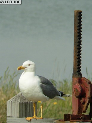 Goéland leucophée