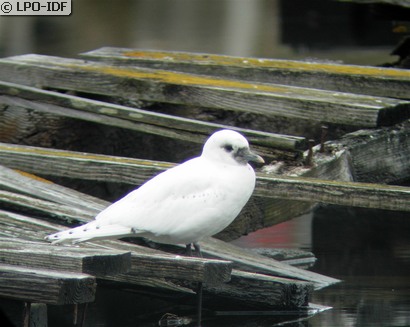 Mouette blanche