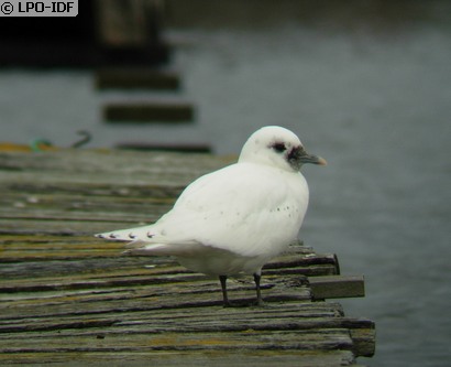 Mouette blanche