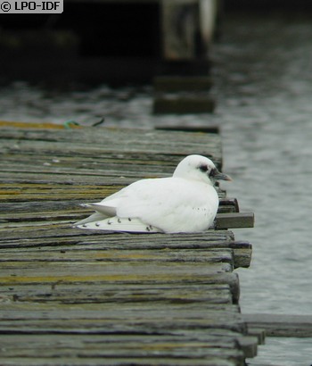 Mouette blanche