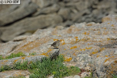 Pipit maritime